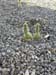 34CactusBuds